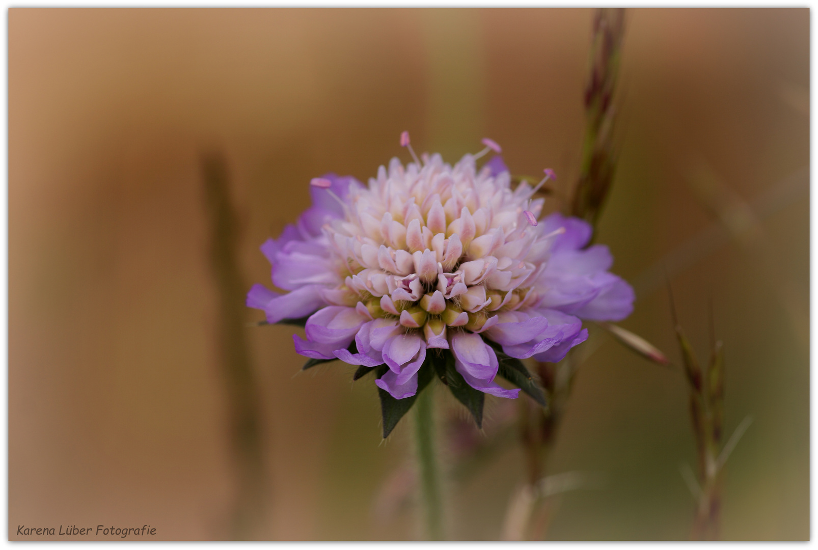 Samt Scabiose