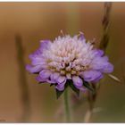 Samt Scabiose