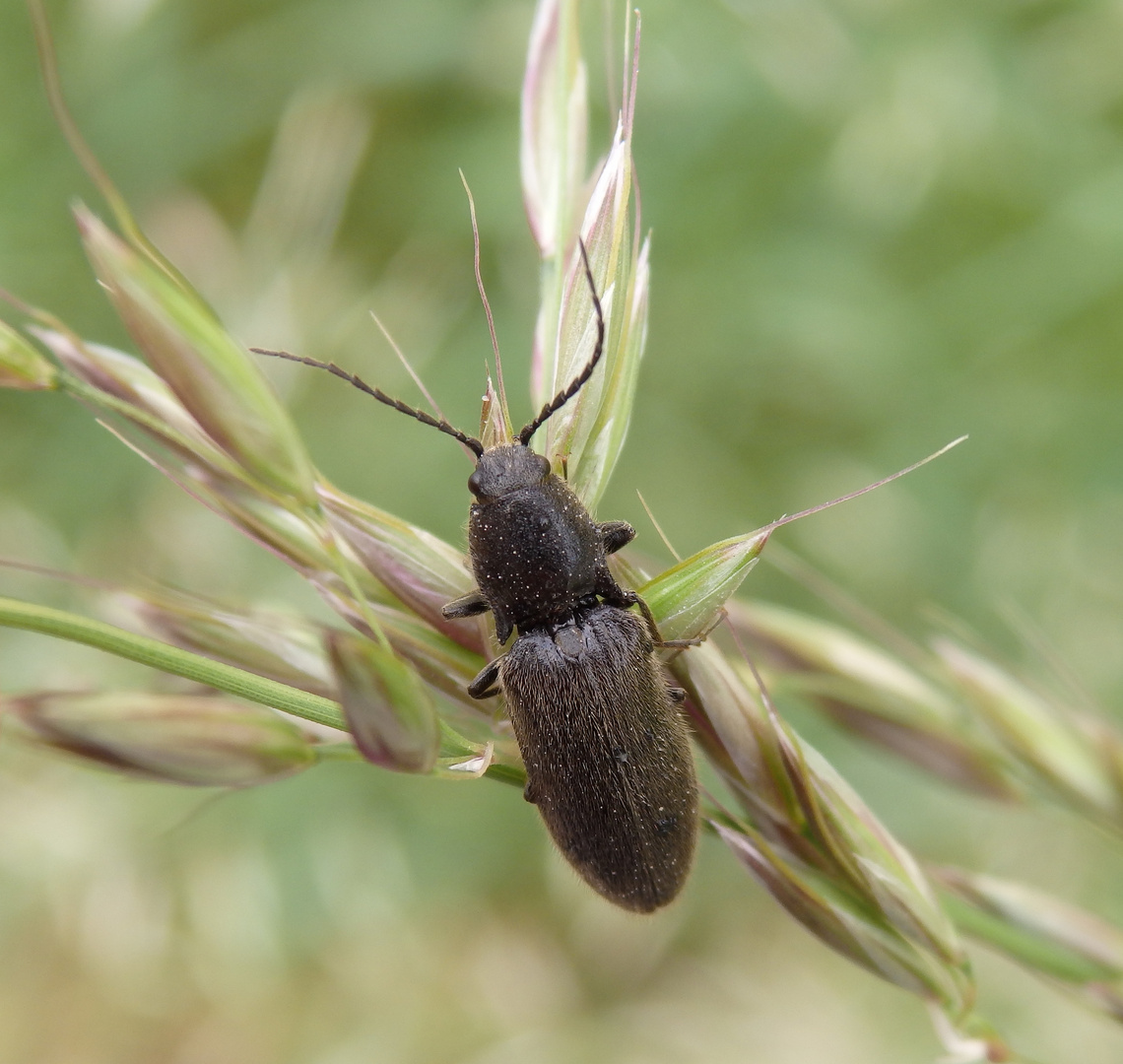 Samt-Schnellkäfer (Agriotes pilosellus) auf blühendem Gras