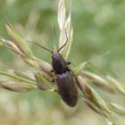 Samt-Schnellkäfer (Agriotes pilosellus) auf blühendem Gras