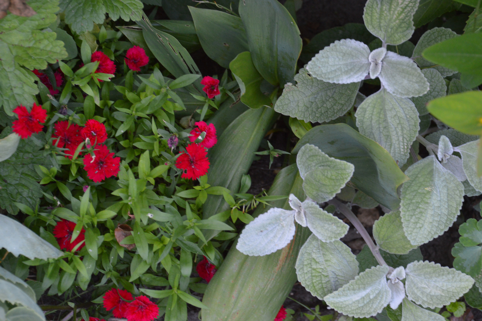 Samt und Seide Foto &amp; Bild | pflanzen, pilze &amp; flechten, blüten ...