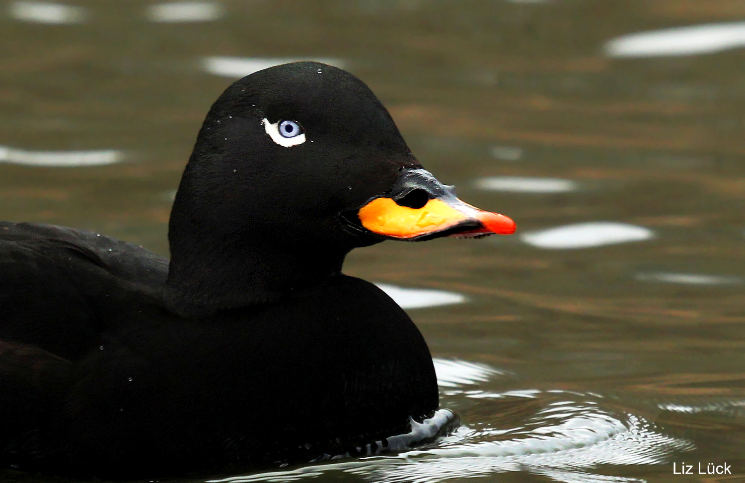 Samtente (Melanitta fusca)