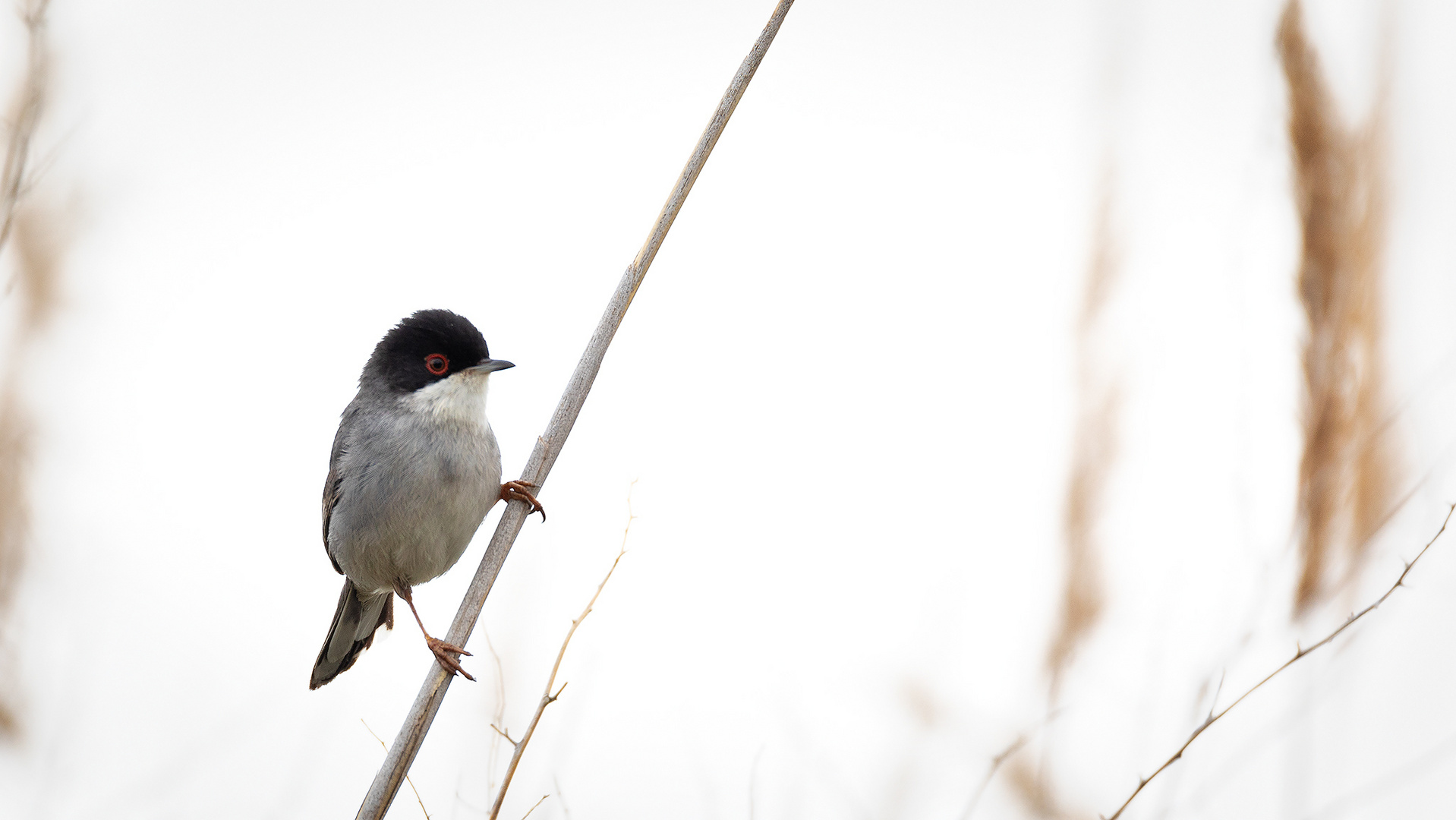 Samtfkopf-Grasmücke Sylvia melanocephala_II