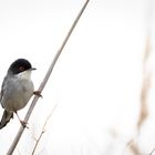 Samtfkopf-Grasmücke Sylvia melanocephala_II