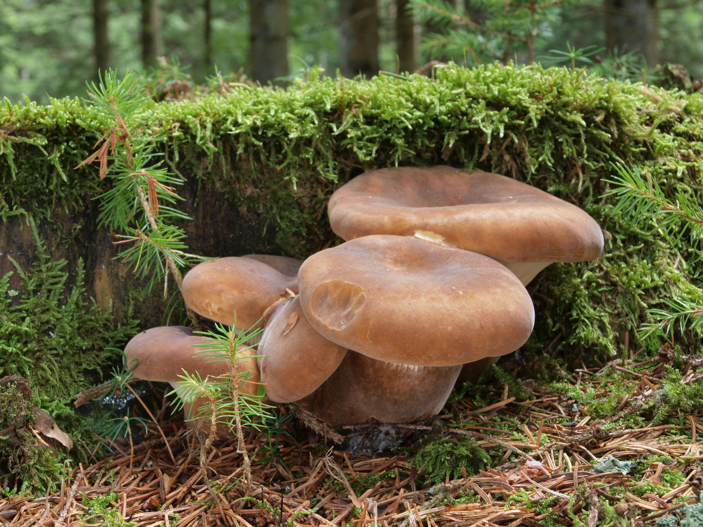 Samtfuß-Holzkrempling (Tapinella atrotomentosa)