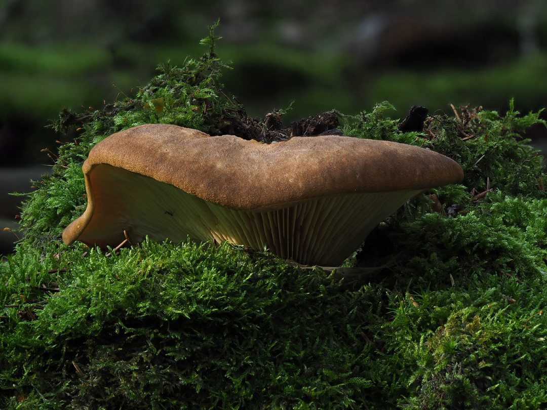 Samtfußkrempling Tapinella atrotomentosa