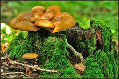 Samtfußkrempling,"Paxillus atrotomentosus"