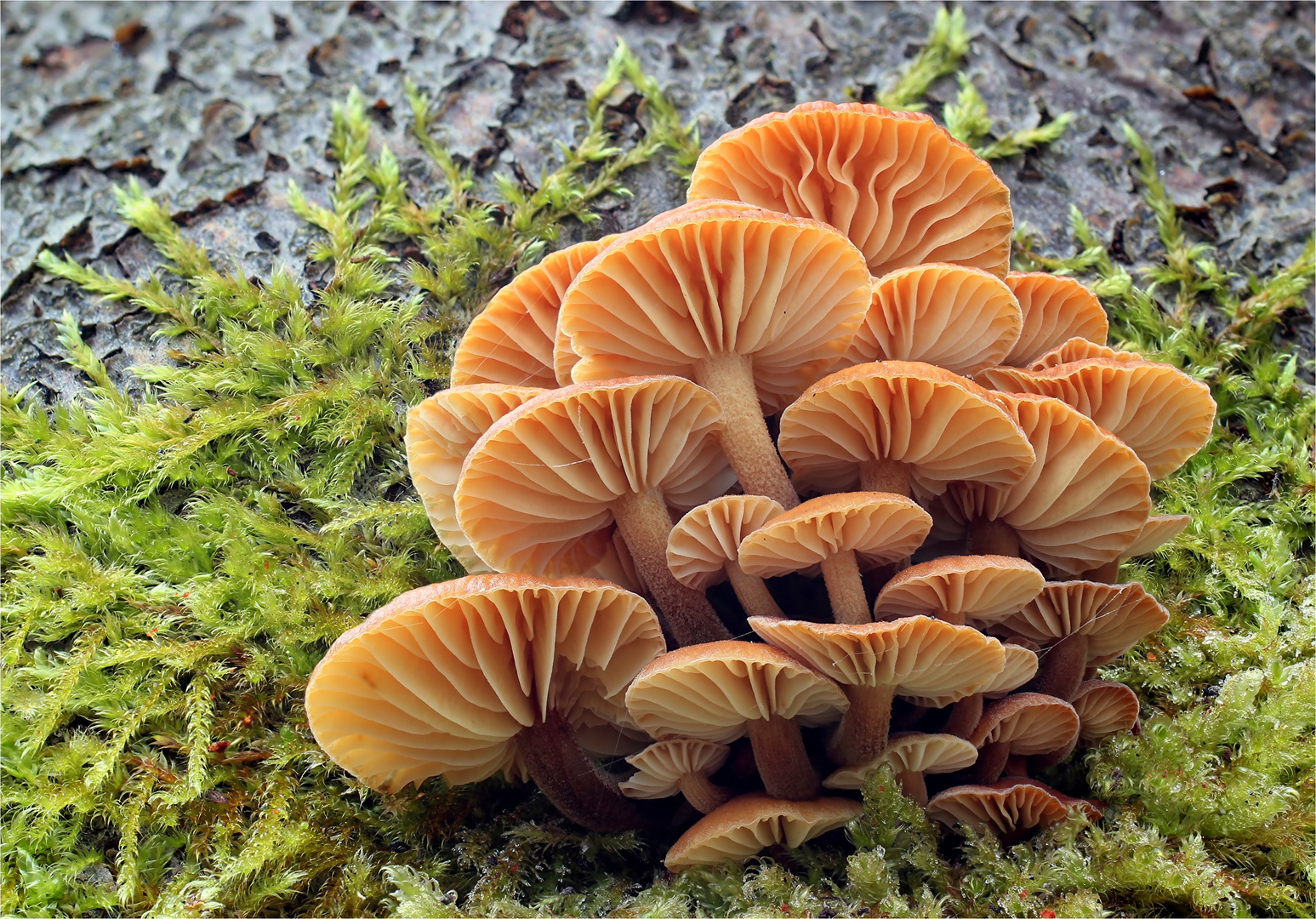 Samtfußrübling (Flammulina velutipes)