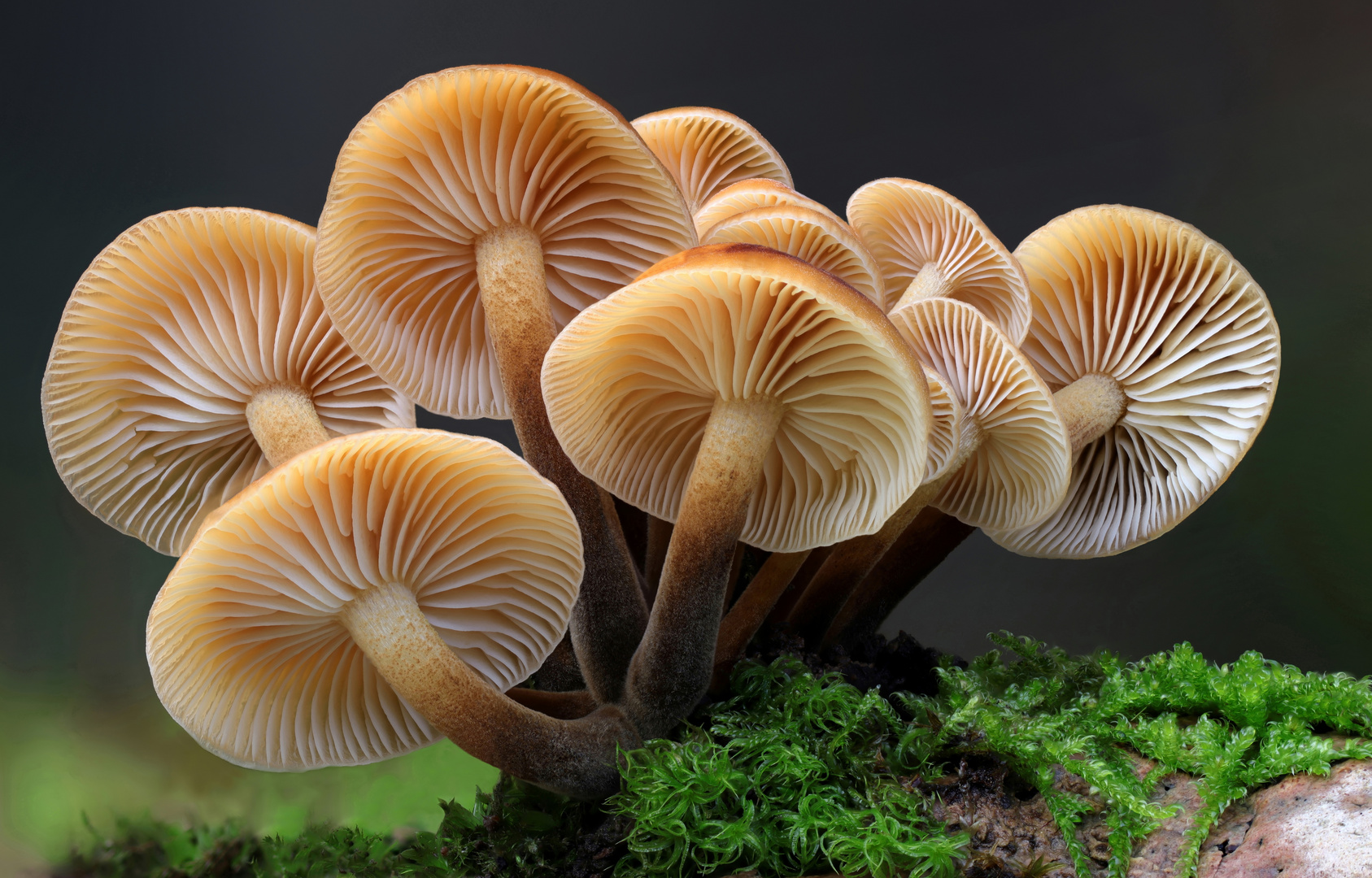 Samtfußrübling (Flammulina velutipes) Foto & Bild pflanzen, pilze