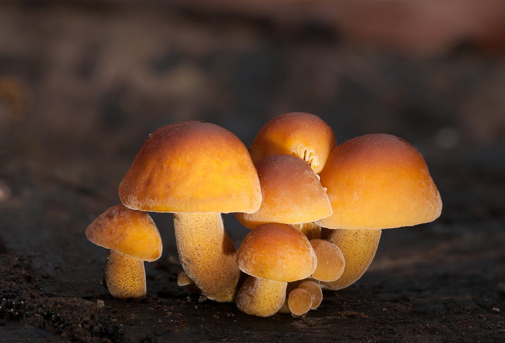 Samtfußrübling (Flammulina velutipes)