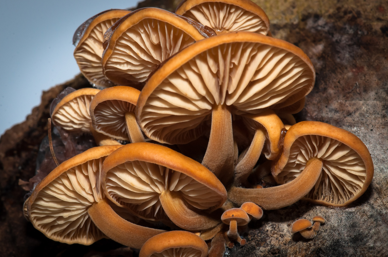 Samtfussrübling (Flammulina velutipes)