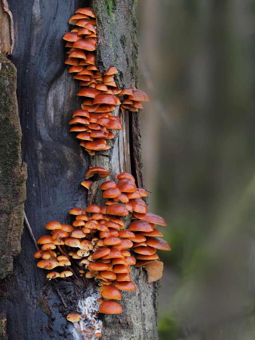 Samtfußrübling – Flammulina velutipes