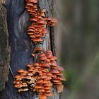 Samtfußrübling – Flammulina velutipes