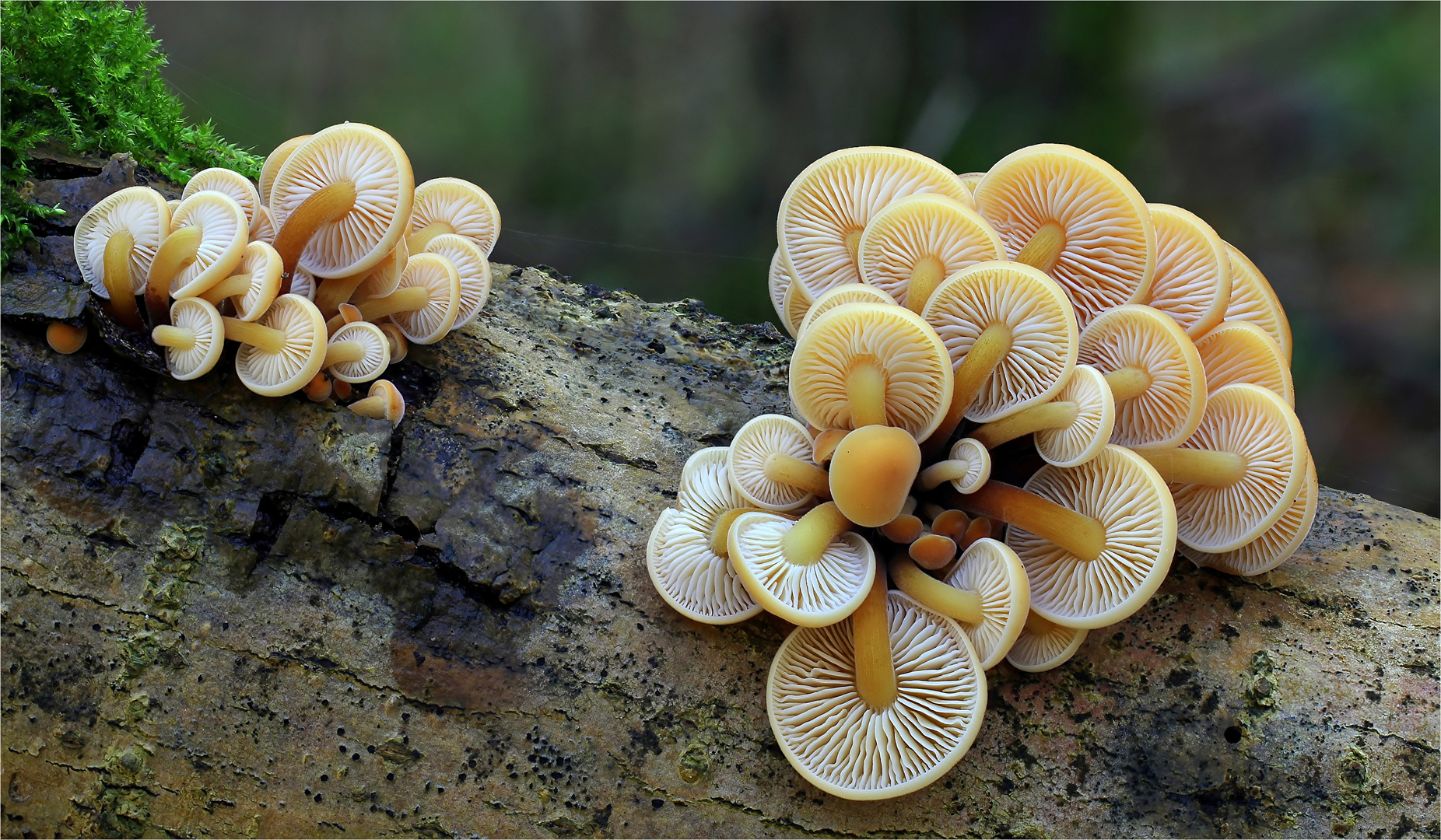 Samtfußrübling (Flammulina velutipes)