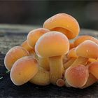 Samtfußrübling (Flammulina velutipes, Syn.: Collybia velutipes)