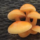 Samtfußrübling (Flammulina velutipes, Syn.: Collybia velutipes)