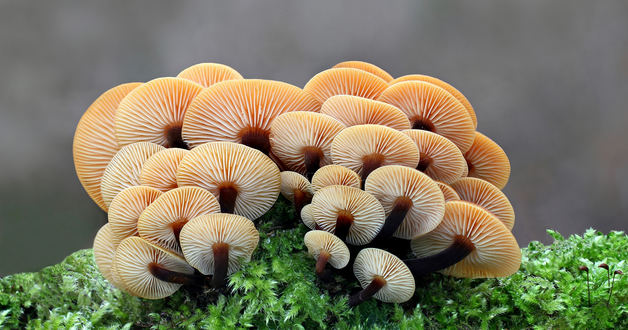 Samtfußrübling (Flammulina velutipes, Syn.: Collybia velutipes)