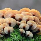 Samtfußrübling (Flammulina velutipes, Syn.: Collybia velutipes)