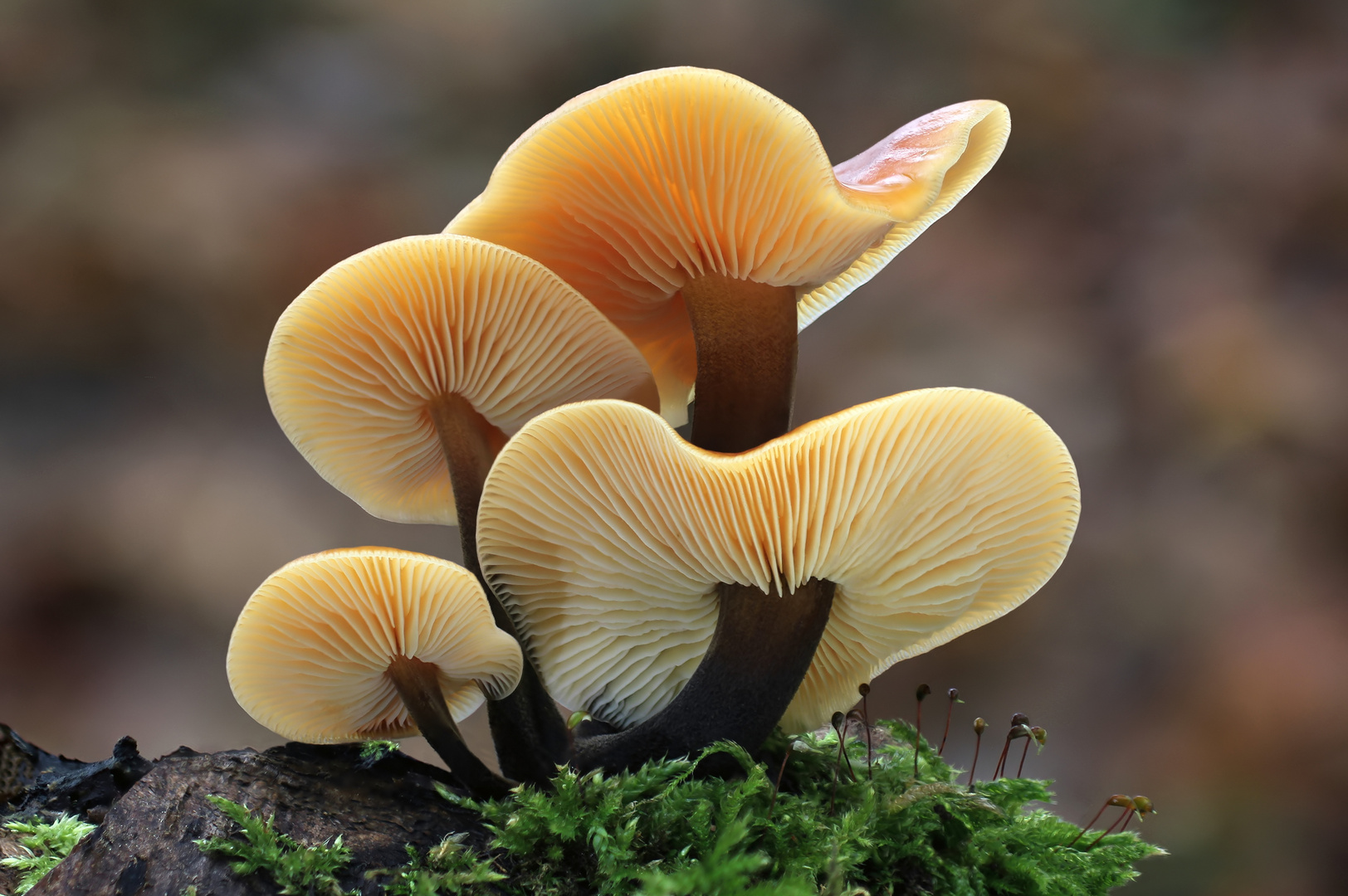 Samtfußrübling (Flammulina velutipes, Syn.Collybia velutipes)