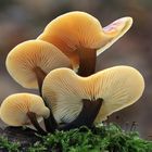 Samtfußrübling (Flammulina velutipes, Syn.Collybia velutipes)