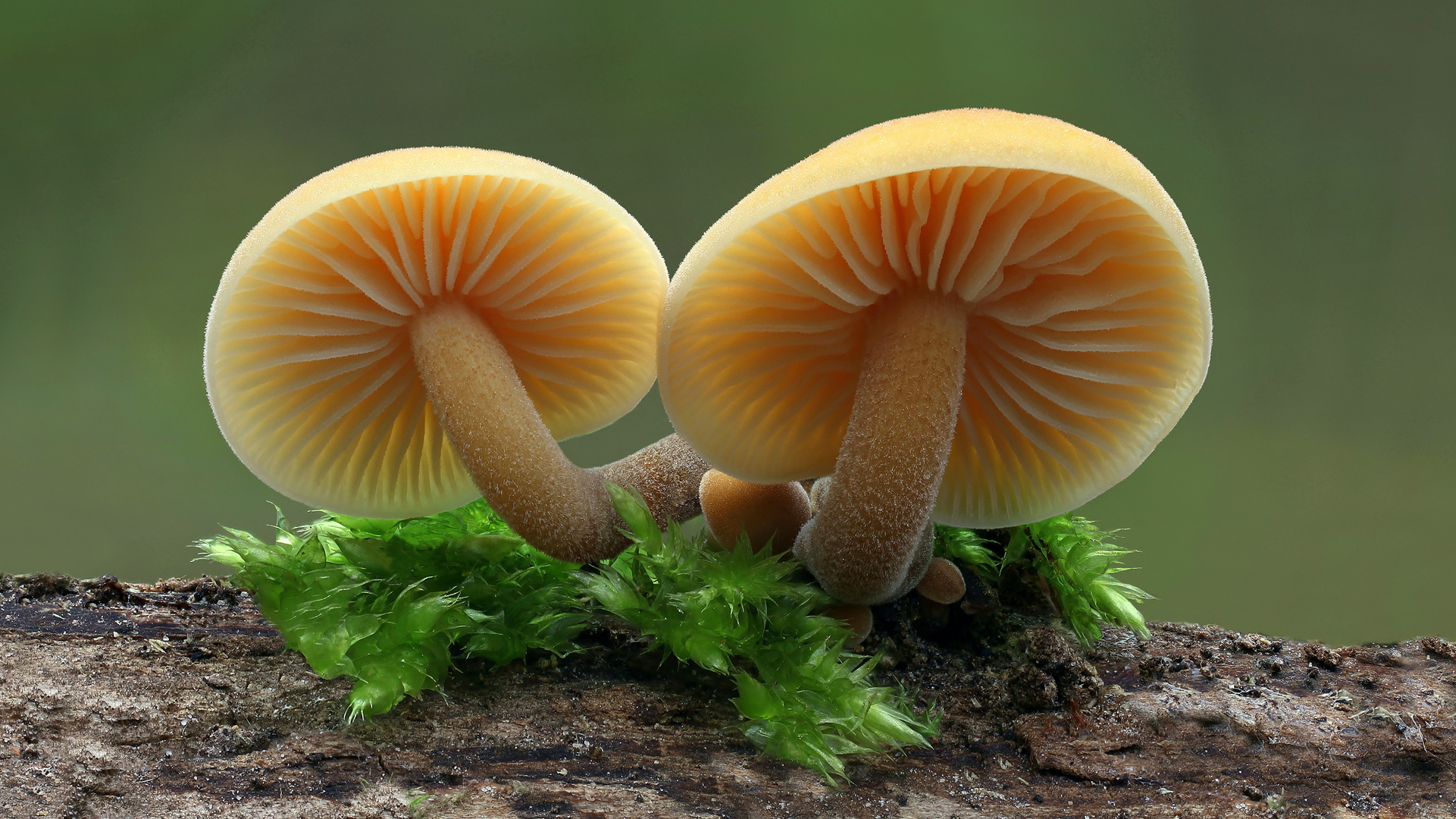 Samtfußrübling (Flammulina velutipes, Syn.Collybia velutipes)