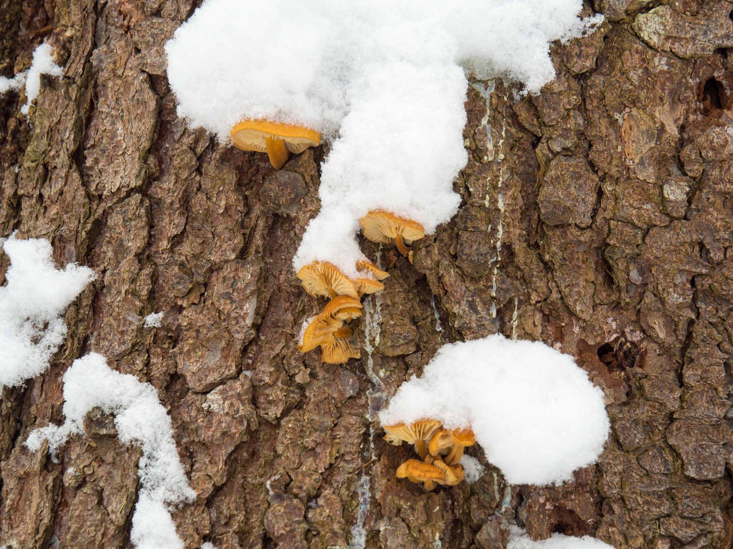 Samtfußrüblinge an Waldkiefer