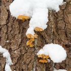 Samtfußrüblinge an Waldkiefer