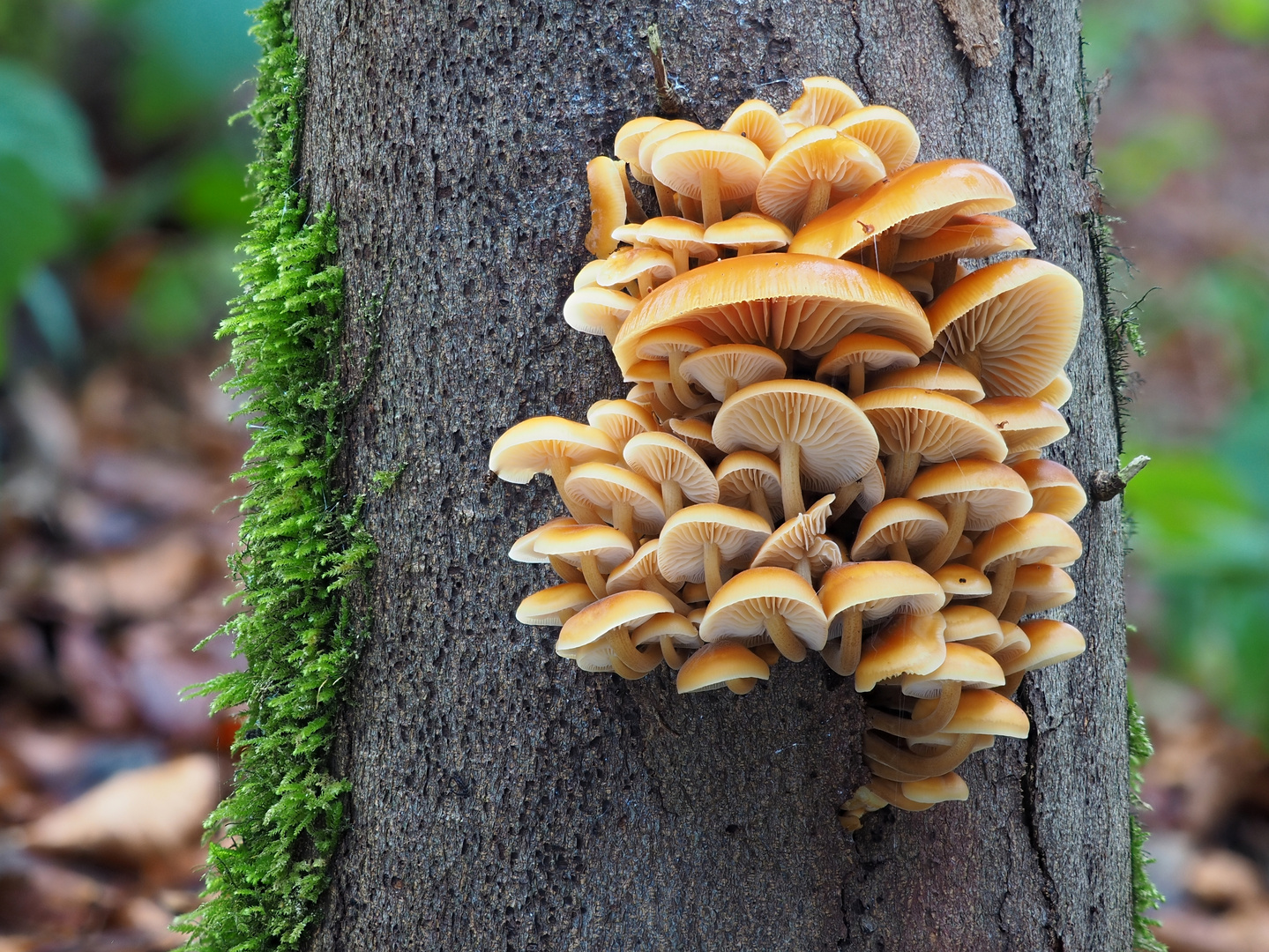 Samtfussrüblinge (Flammulina velutipes)