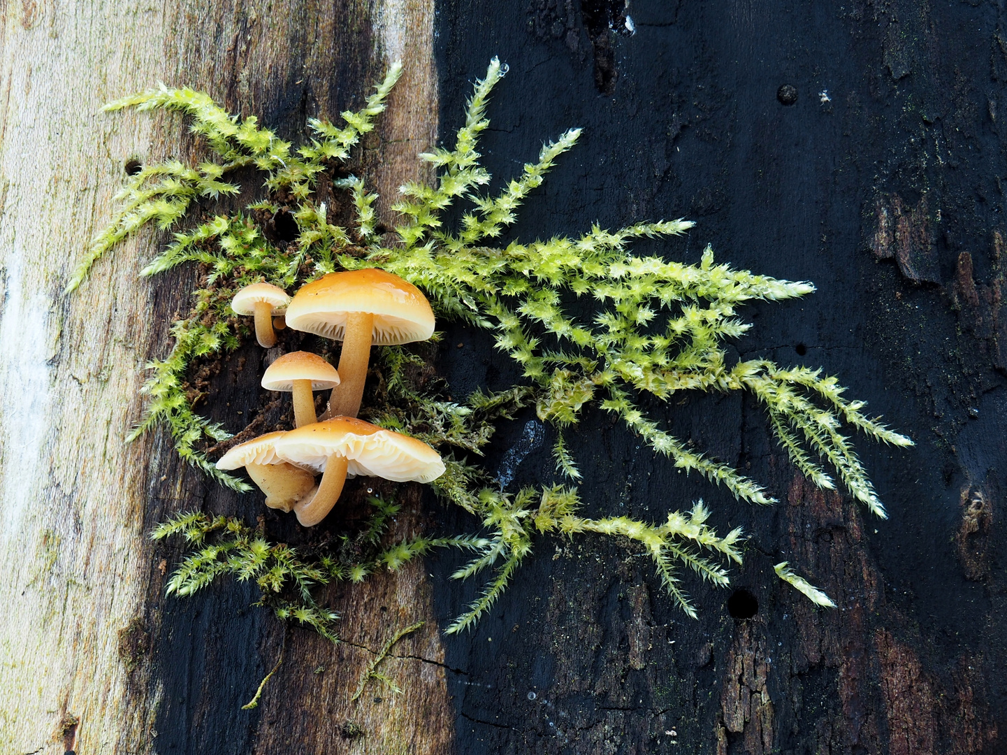 Samtfußrüblinge (Flammulina velutipes)