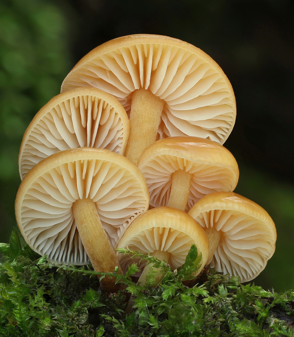 Samtfußrüblinge (Flammulina velutipes, Syn.: Collybia velutipes)