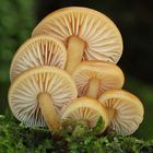 Samtfußrüblinge (Flammulina velutipes, Syn.: Collybia velutipes)