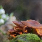 Samtfußrüblinge im Märzenbecherbiotop