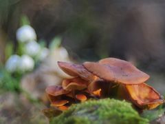 Samtfußrüblinge im Märzenbecherbiotop