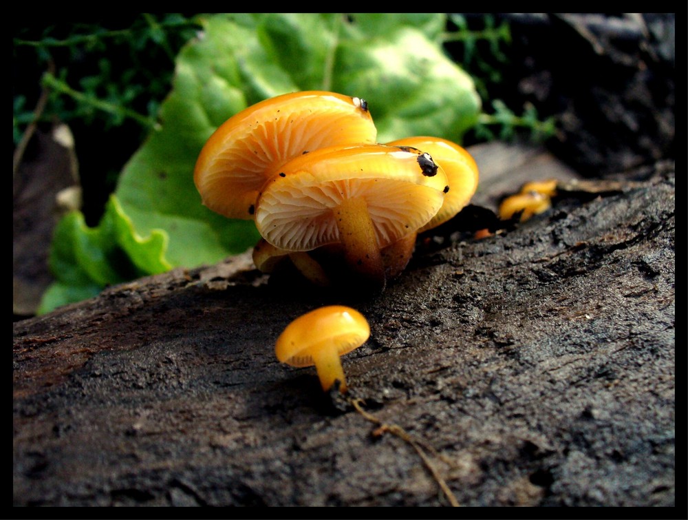 Samtfusswinterpilz (Flammulina velutipes)