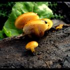 Samtfusswinterpilz (Flammulina velutipes)