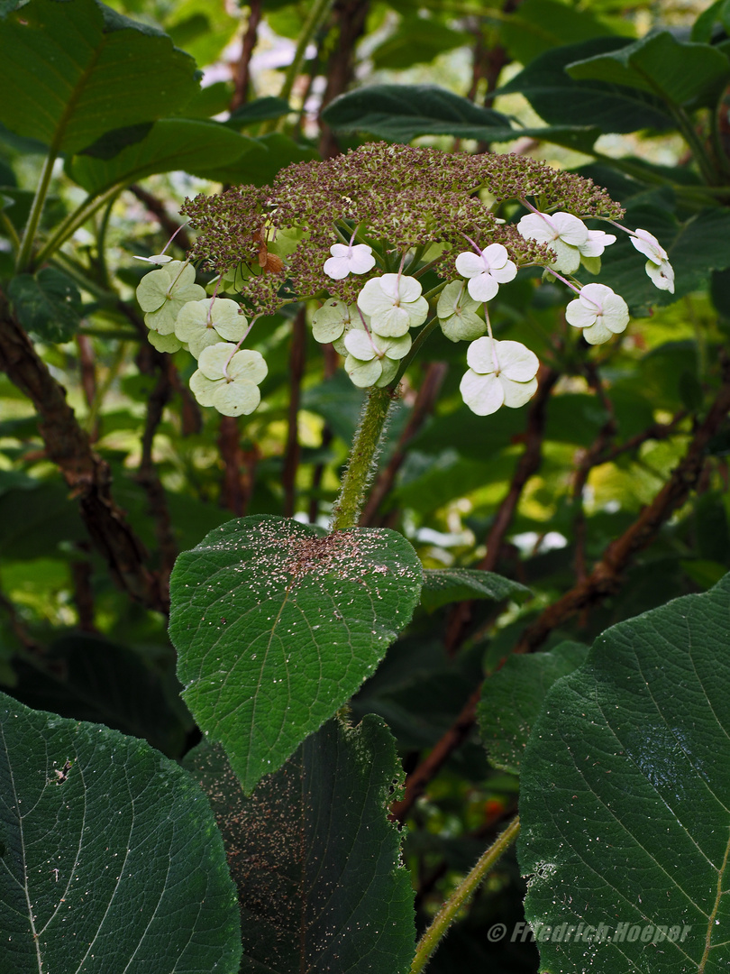 Samthortensie (Blütenstand)