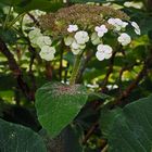 Samthortensie (Blütenstand)