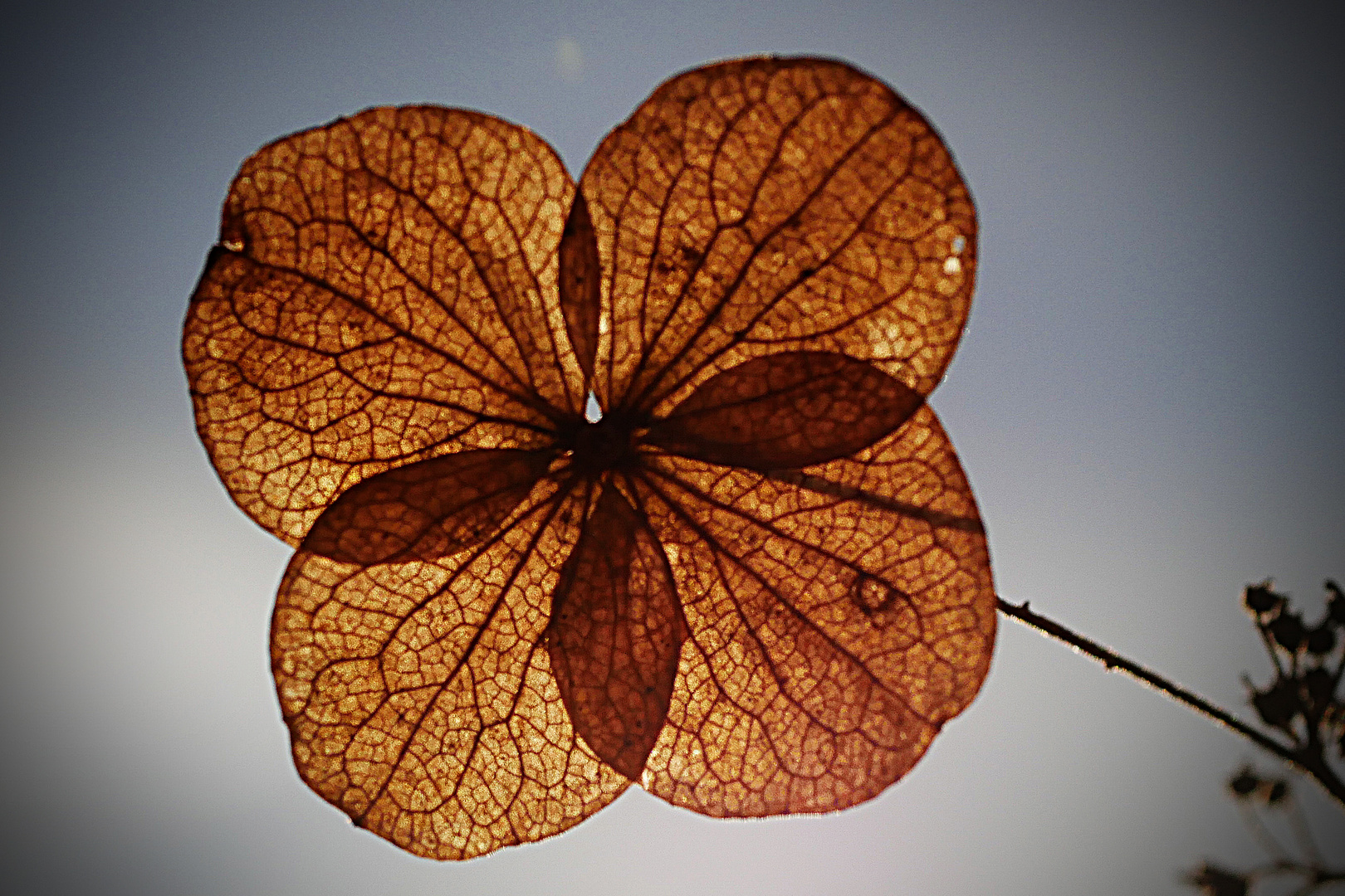  Samthortensie im Herbstgewand