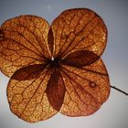  Samthortensie im Herbstgewand