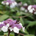 Samthortensie mit Besuch