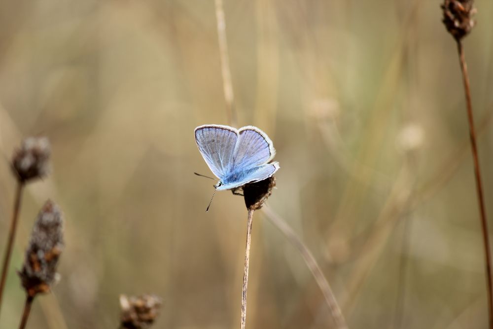 samtig blau