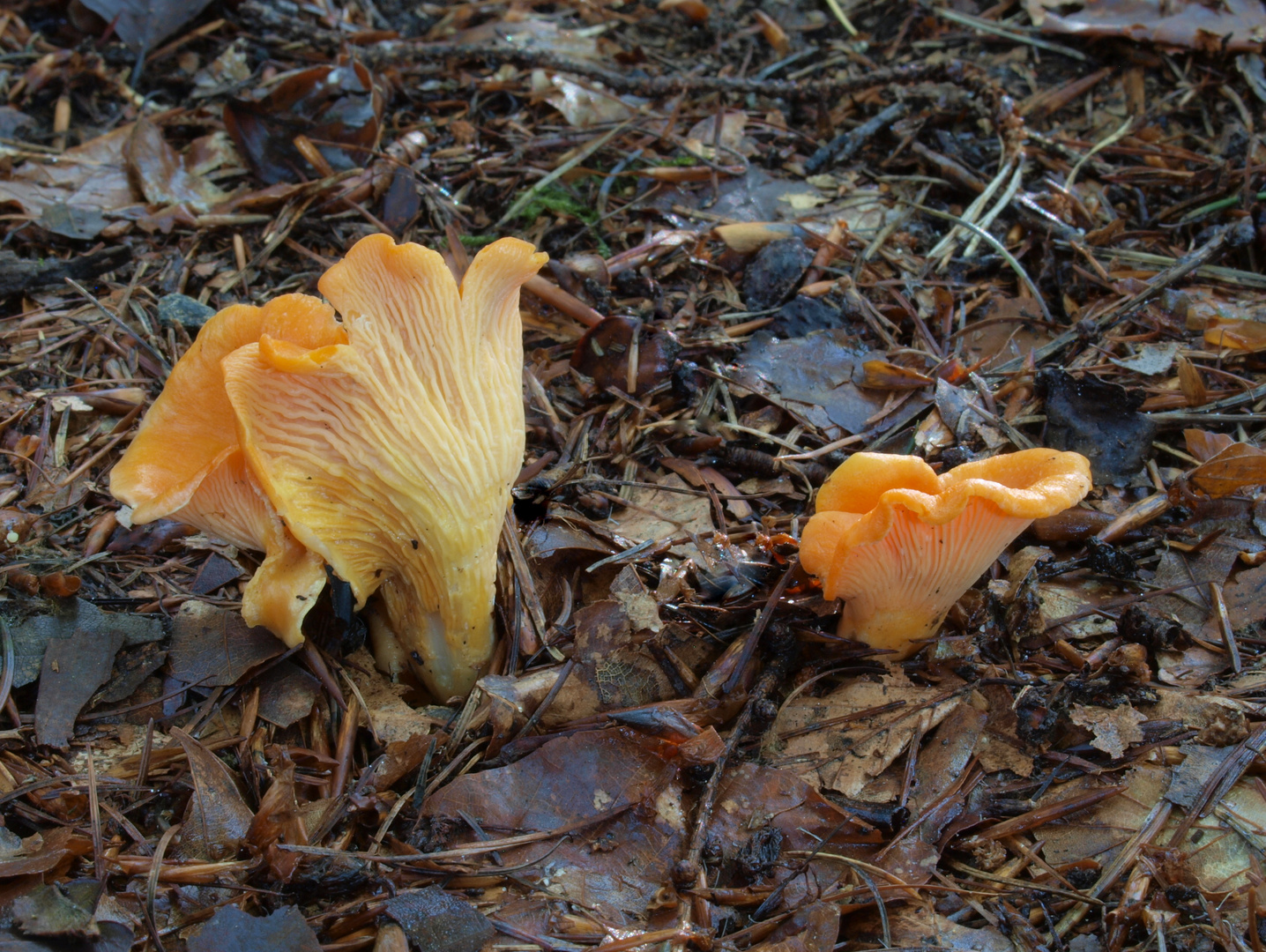 Samtige oder Fries’sche Pfifferlinge (Cantharellus friesii)