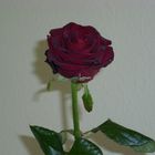 Samtige Rose