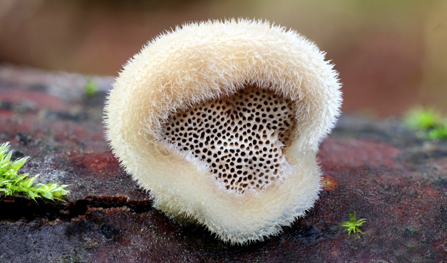 Samtige Tramete (Trametes pubescens)