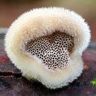 Samtige Tramete (Trametes pubescens)