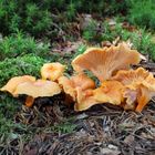 Samtiger oder Fries’sche Pfifferling (Cantharellus friesii)