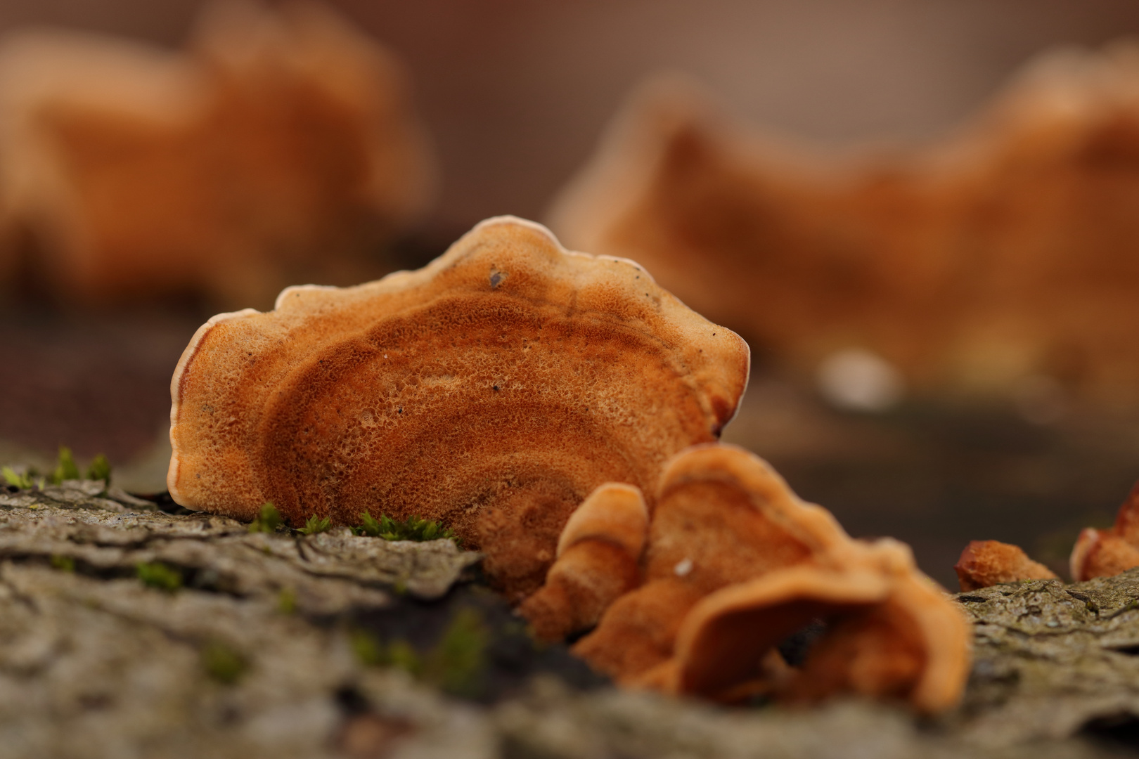 Samtiger Schichtpilz (Stereum subtomentosum)