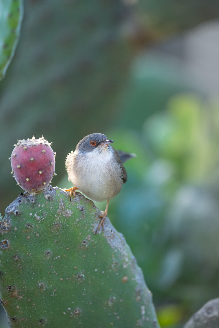 SamtkopfGrasmücke Foto & Bild natur, teneriffa, frucht Bilder auf