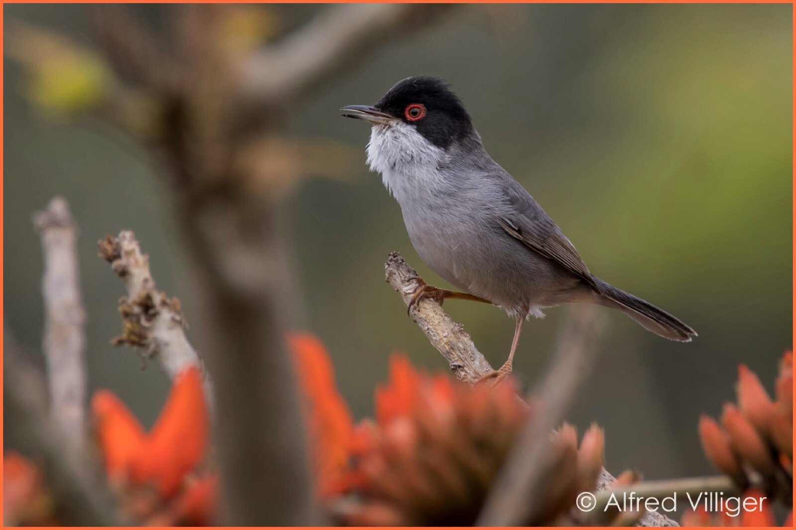 Samtkopf-Grasmücke  (Sylvia melanocephala)