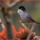 Samtkopf-Grasmücke  (Sylvia melanocephala)